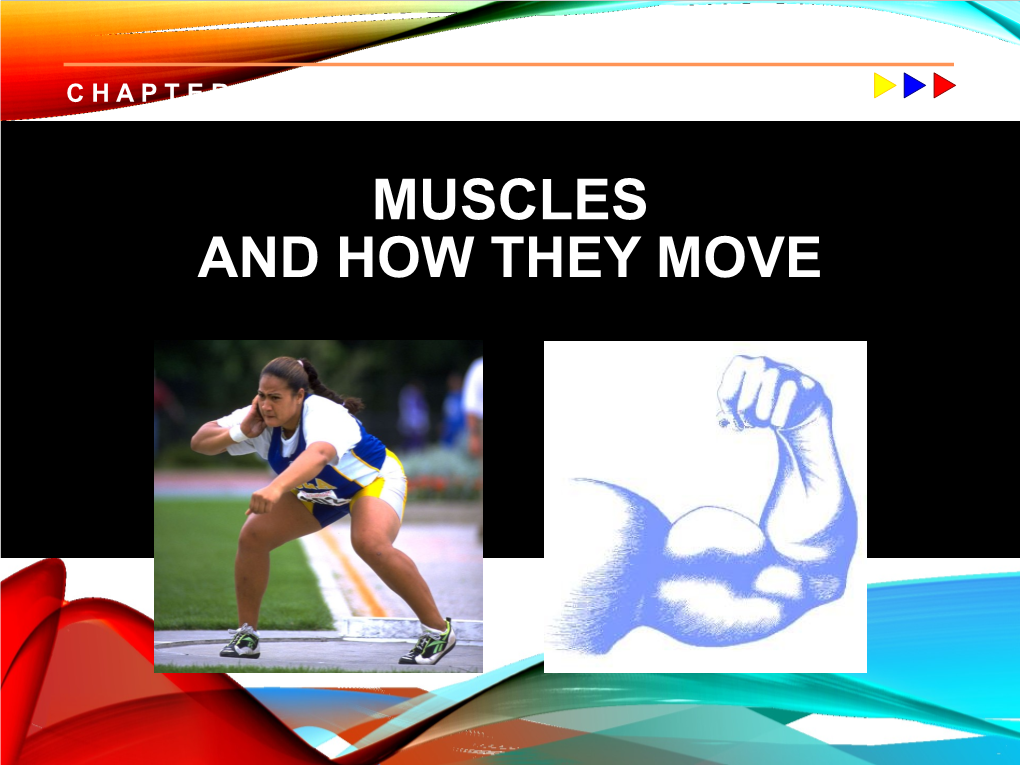 Muscle Fibers in the Motor Unit Act Maximally