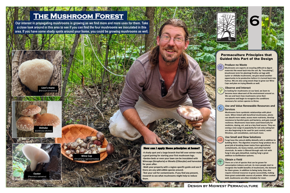 The Mushroom Forest Our Interest in Propagating Mushrooms Is Growing As We Find More and More Uses for Them