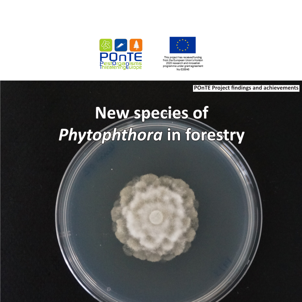 New Species of Phytophthora in Forestry What Is Phytophthora?