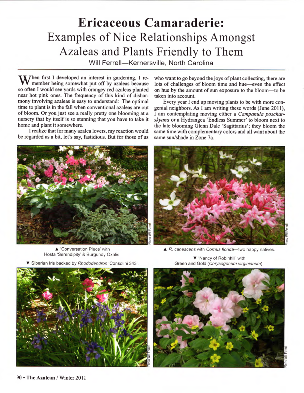Ericaceous Camaraderie: Examples of Nice Relationships Amongst Azaleas and Plants Friendly to Them