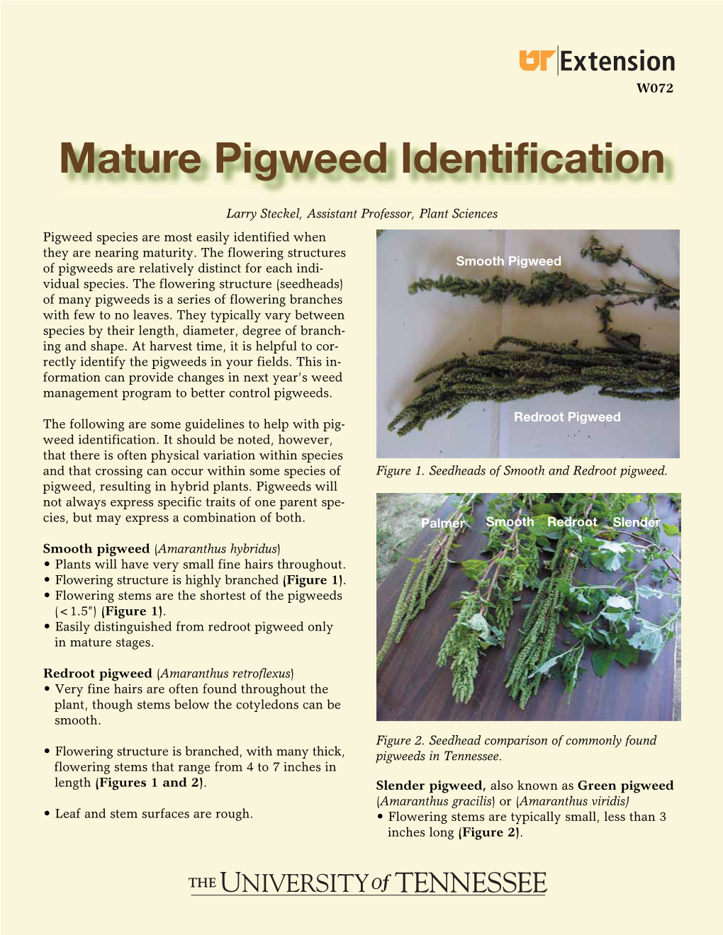 Mature Pigweed Identification