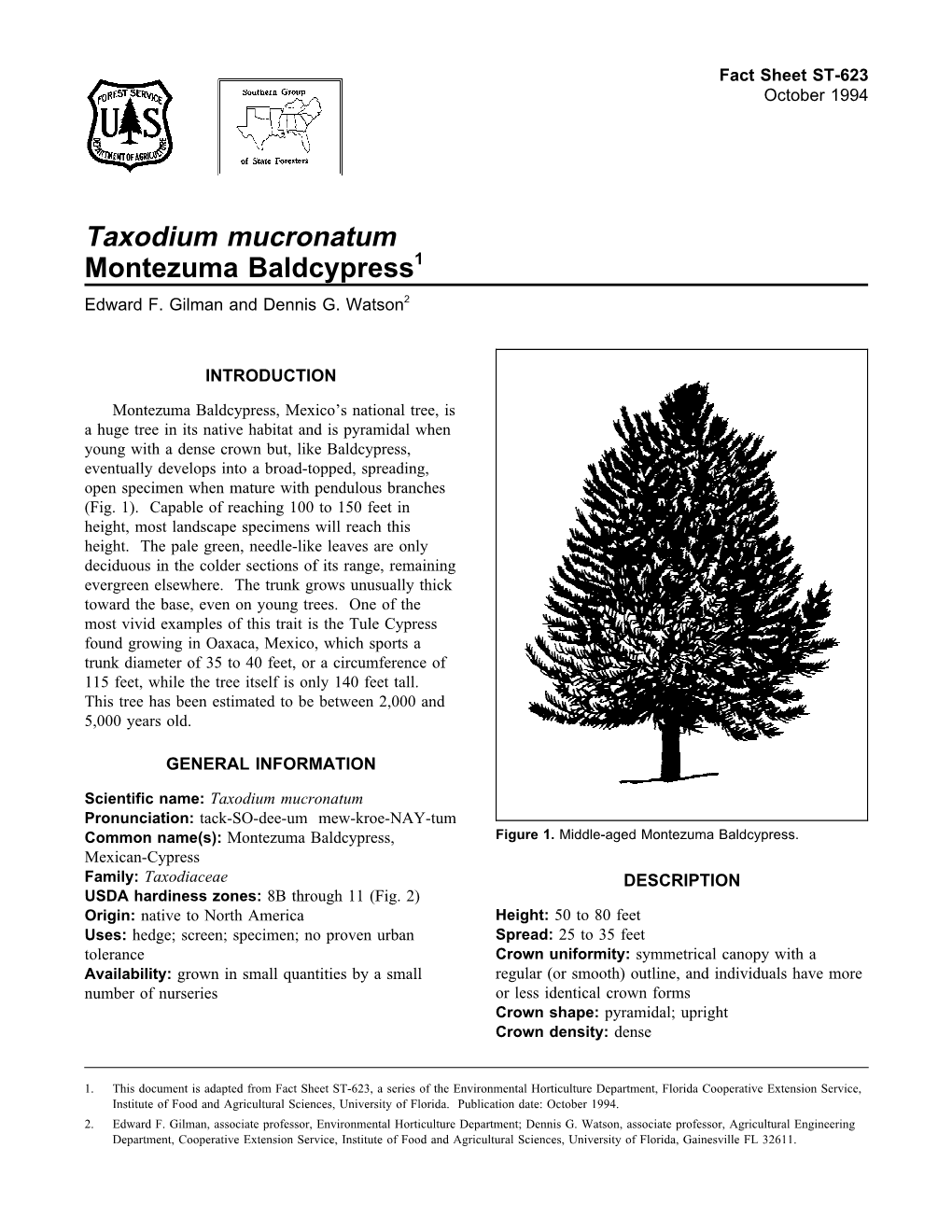 Taxodium Mucronatum Montezuma Baldcypress1 Edward F