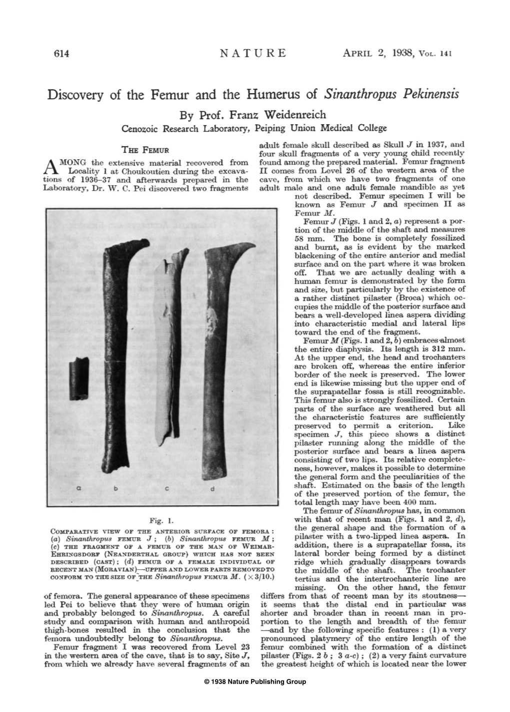 Discovery of the Femur and the Humerus of Sinanthropus Pekinensis by Prof