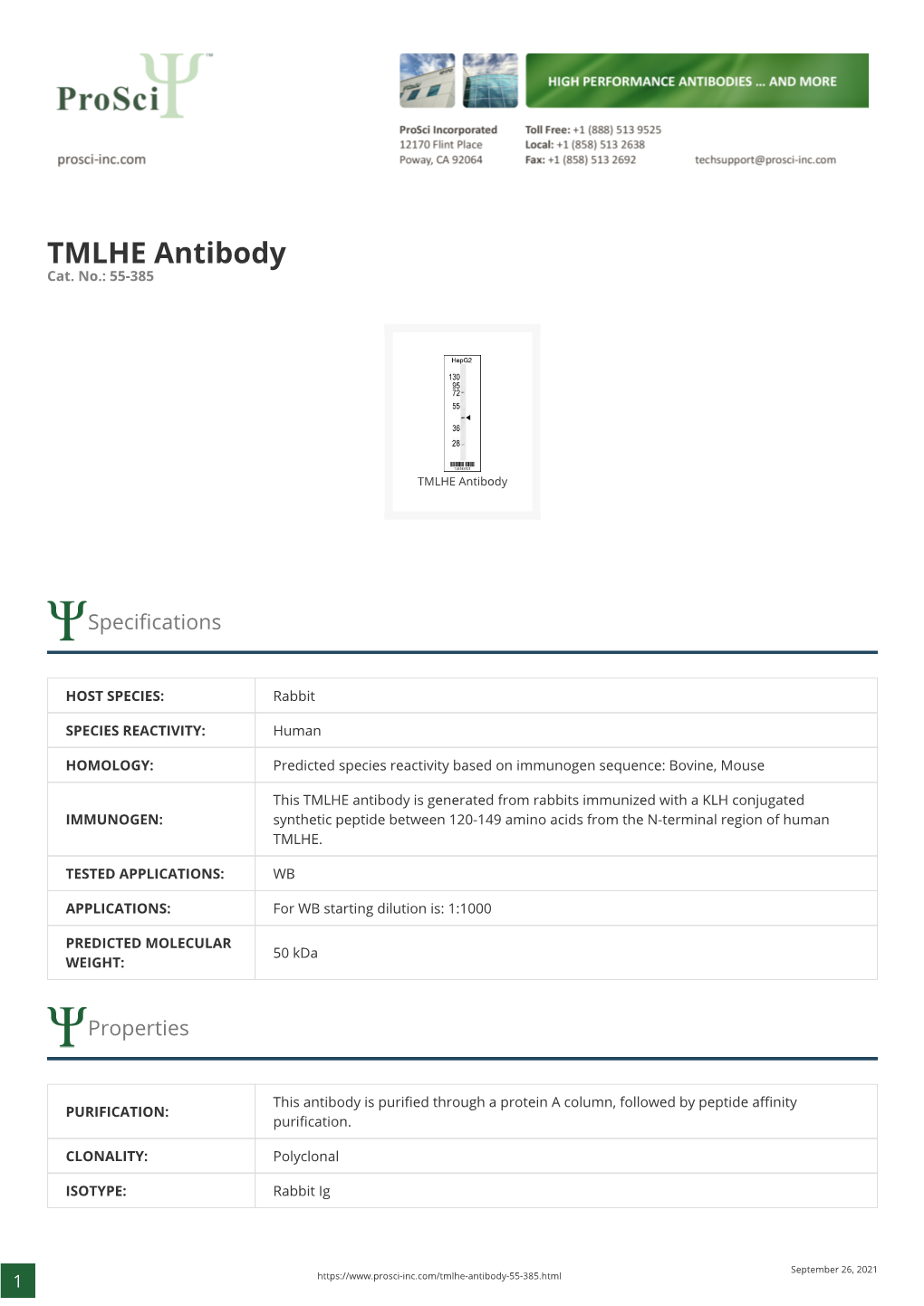 TMLHE Antibody Cat