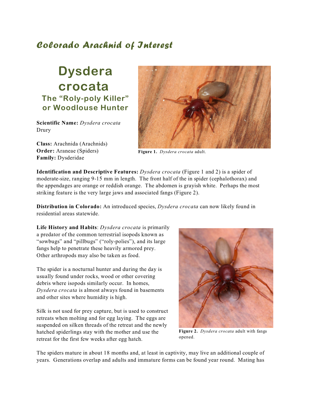 Dysdera Crocata the “Roly-Poly Killer” Or Woodlouse Hunter