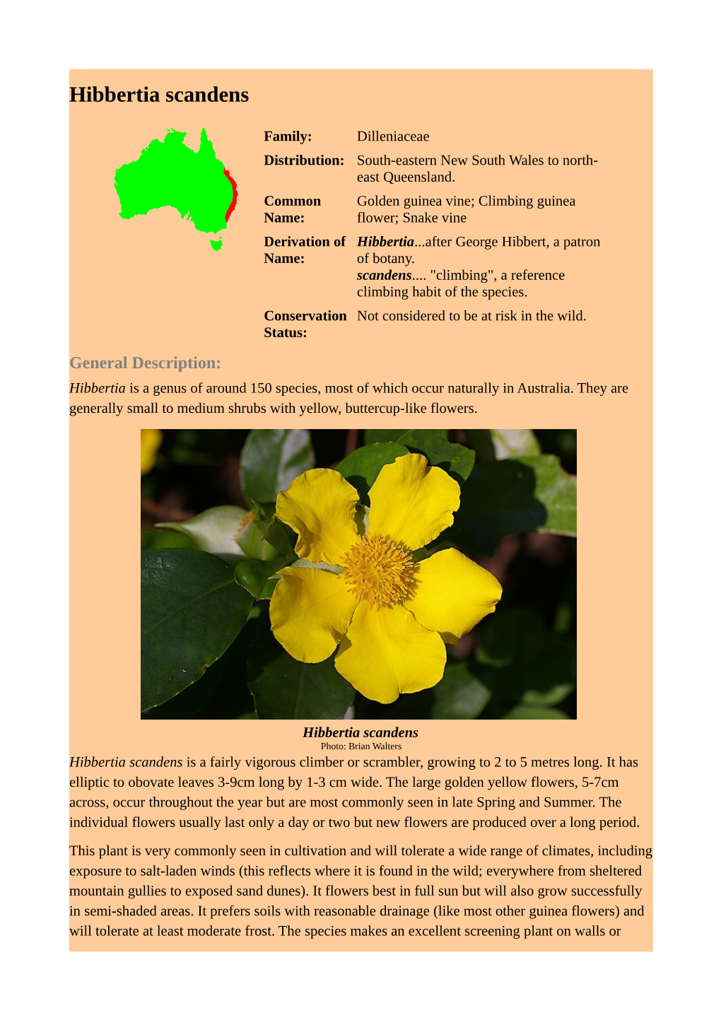 Hibbertia Scandens