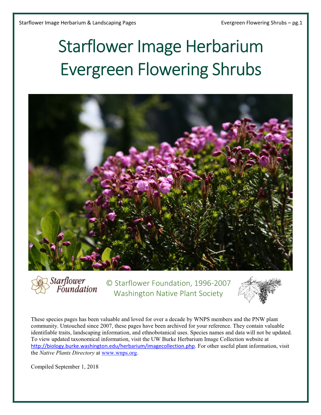 Evergreen Shrubs