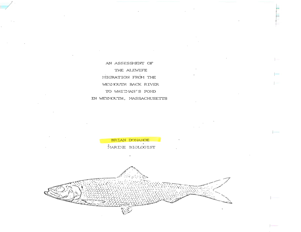 An Assessment of the Alewife Migration from the Weymouth Back