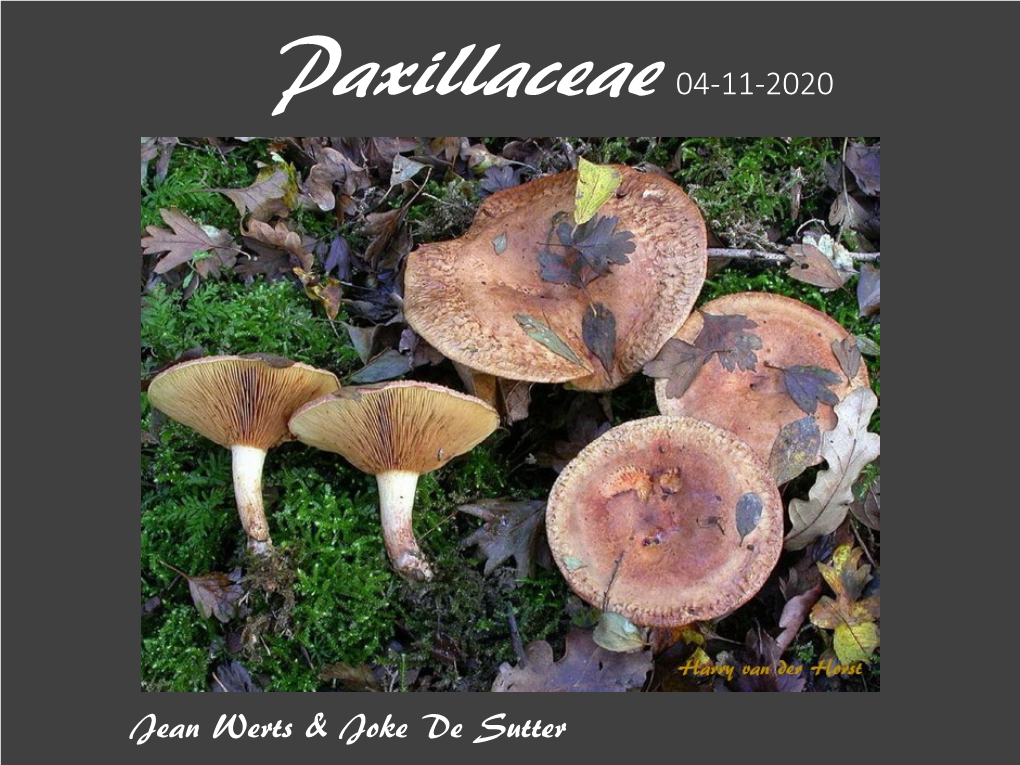 Paxillus Involutus