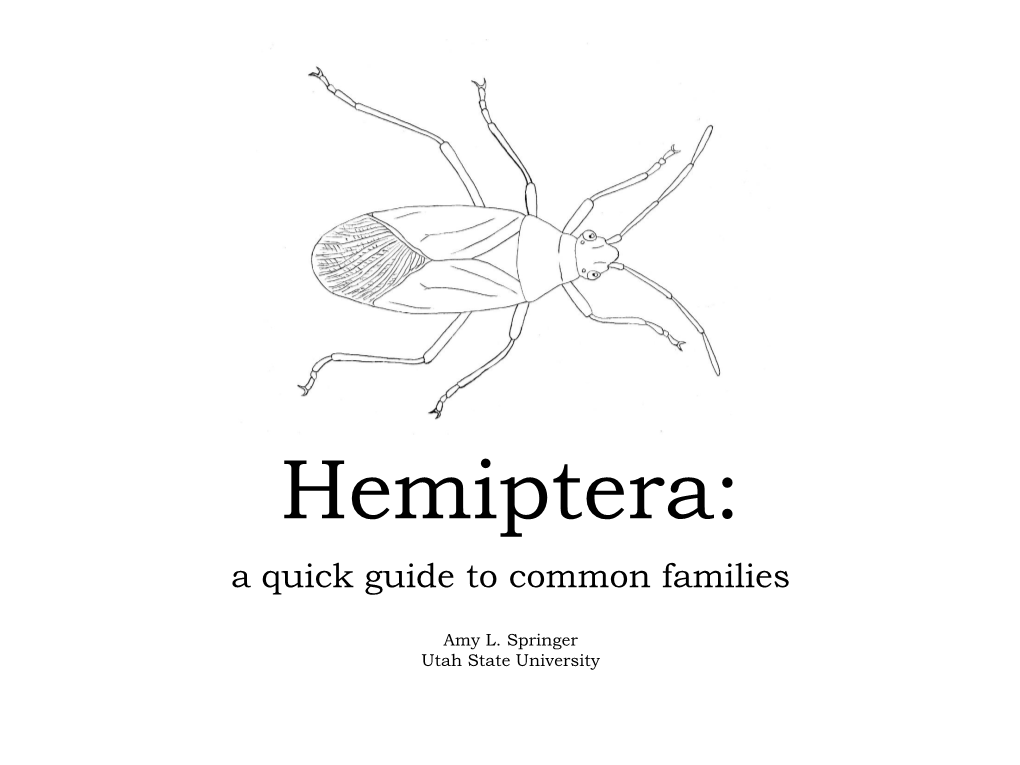 Hemiptera: a Quick Guide to Common Families