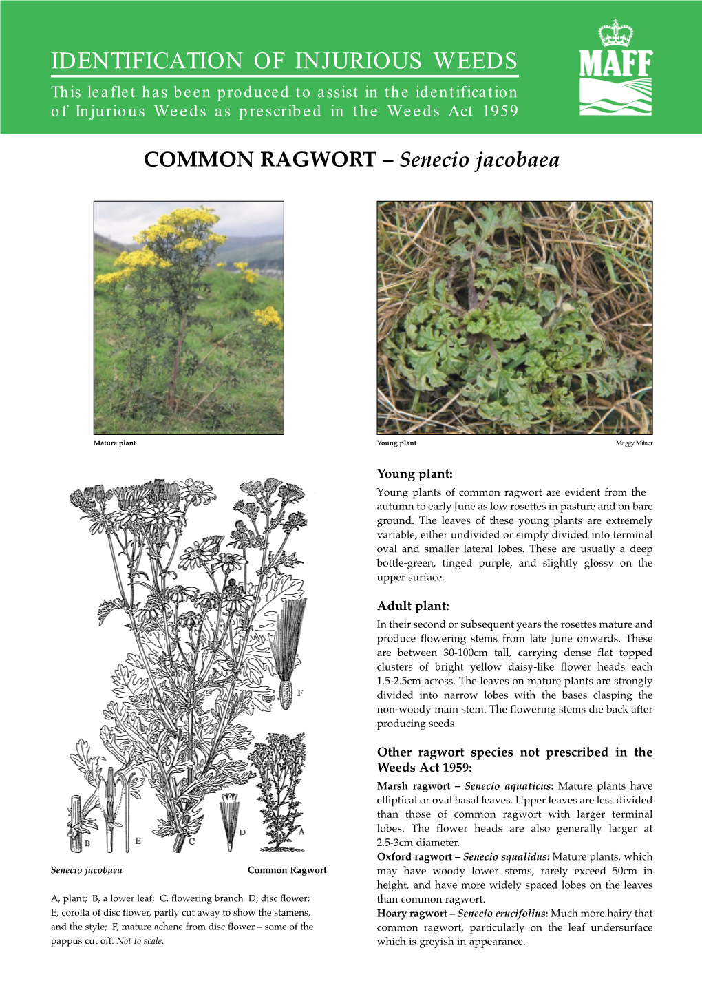 IDENTIFICATION of INJURIOUS WEEDS This Leaflet Has Been Produced to Assist in the Identification of Injurious Weeds As Prescribed in the Weeds Act 1959