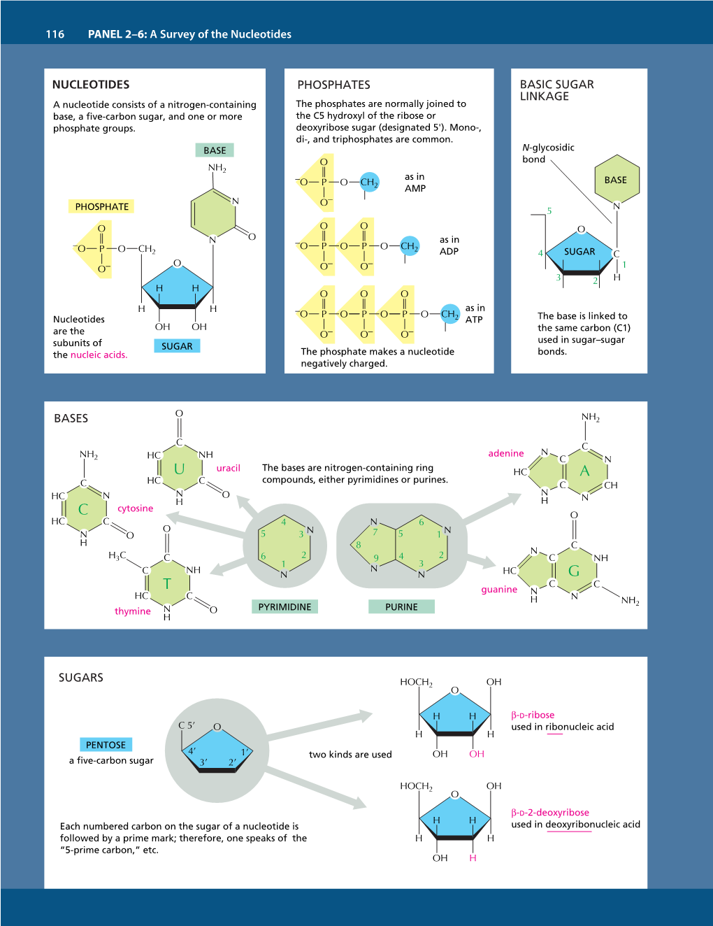 Nucleic Acids