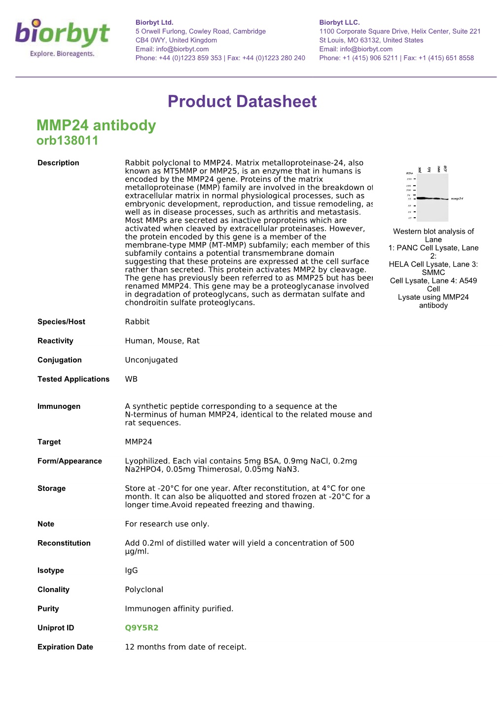 Product Datasheet MMP24 Antibody Orb138011