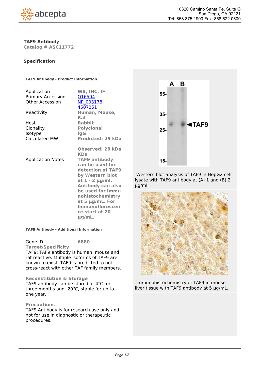 TAF9 Antibody Catalog # ASC11772