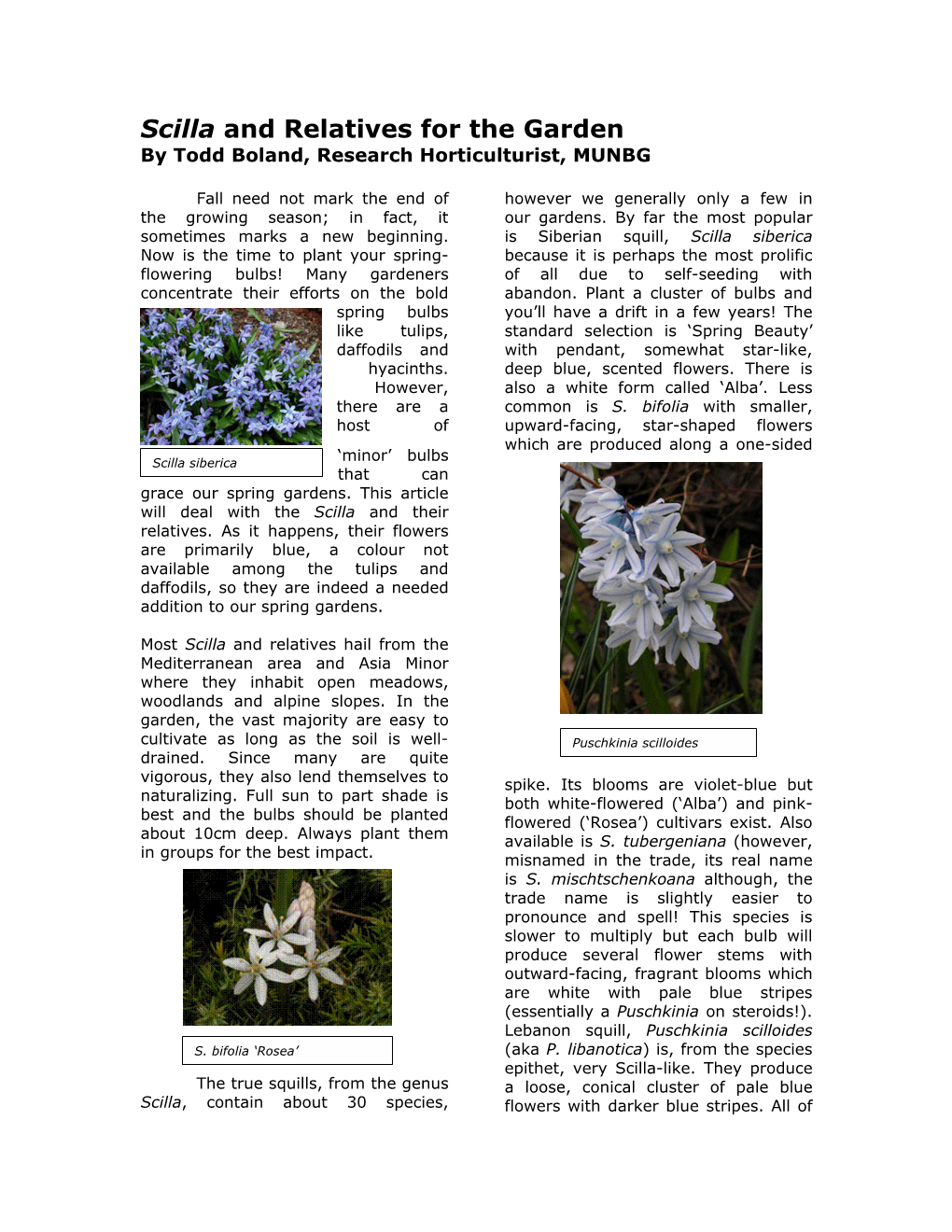 Scilla and Relatives for the Garden by Todd Boland, Research Horticulturist, MUNBG