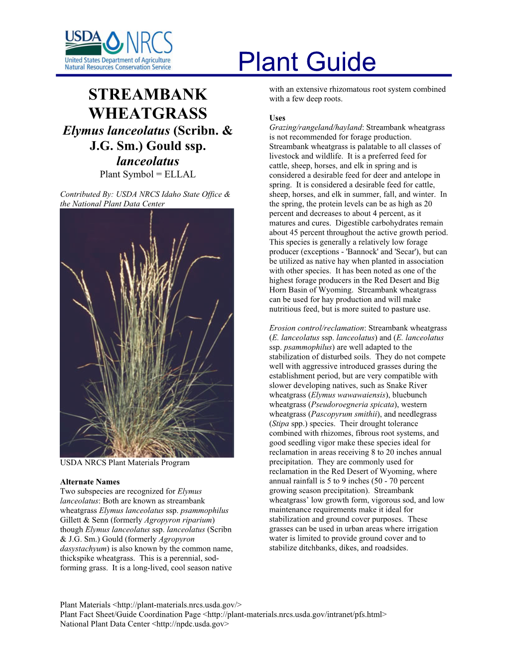 Streambank Wheatgrass Elymus Lanceolatus (Scribn
