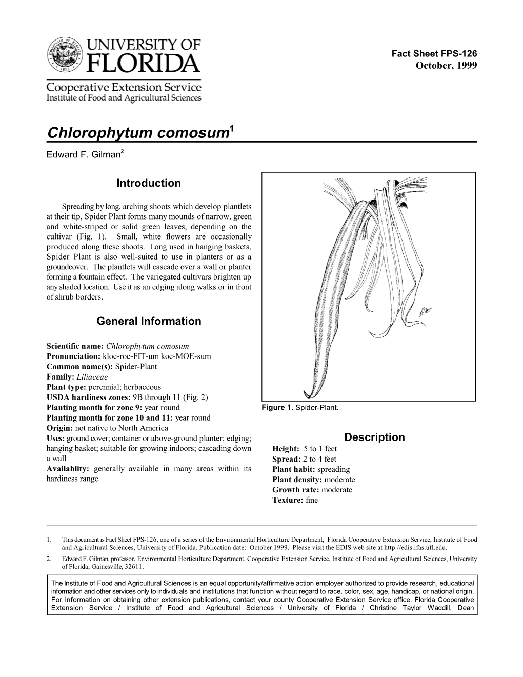 Chlorophytum Comosum -- Spider-Plant Page 2