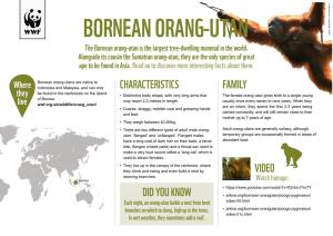 ORANG-UTAN the Bornean Orang-Utan Is the Largest Tree-Dwelling Mammal in the World