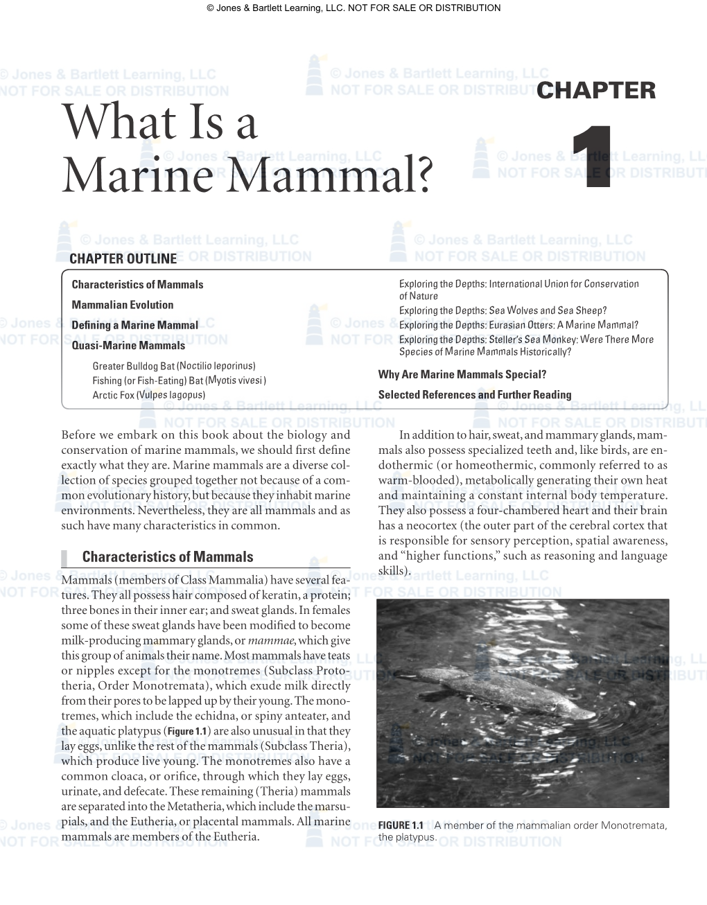 What Is a Marine Mammal?