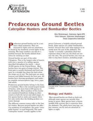 Predaceous Ground Beetles Caterpillar Hunters and Bombardier