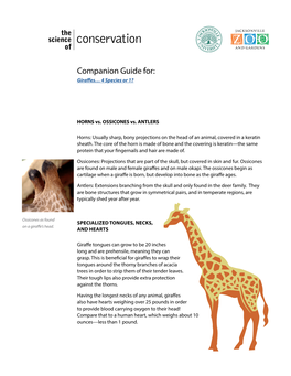 Companion Guide For: Glassgiraffes… 4 Blowingspecies Or 1?