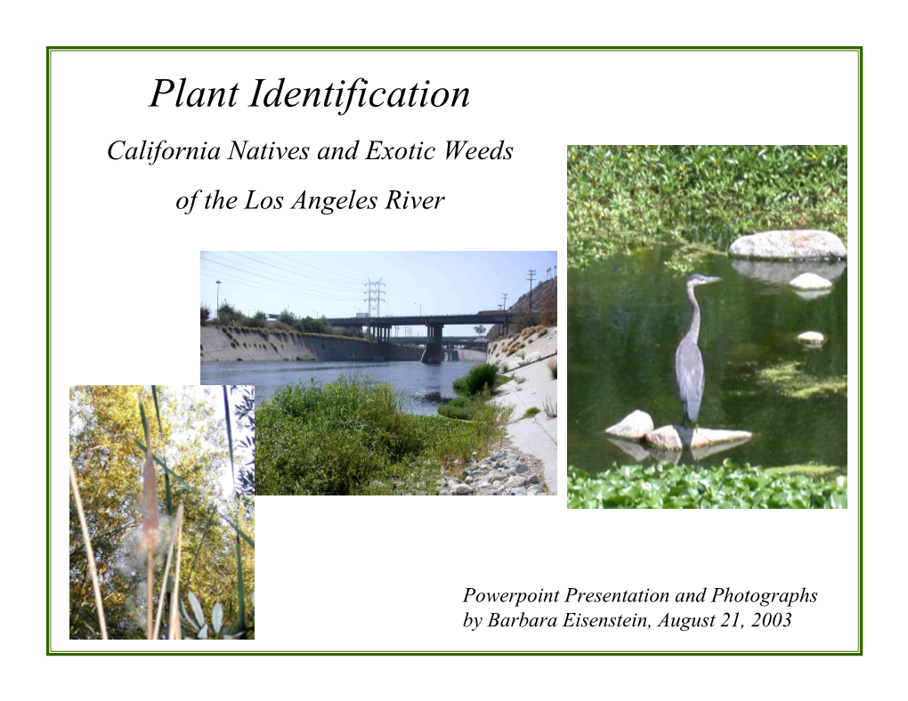 Plant Identification California Natives and Exotic Weeds of the Los Angeles River