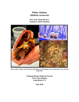 White Abalone (Haliotis Sorenseni)