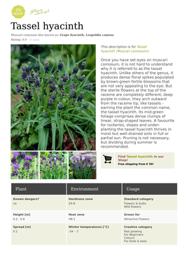 Tassel Hyacinth Muscari Comosum Also Known As: Grape Hyacinth, Leopoldia Comosa Rating: 0.0 ( 0 Votes)