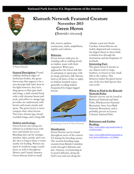 Klamath Network Featured Creature November 2013 Green Heron (Butorides Virescens)