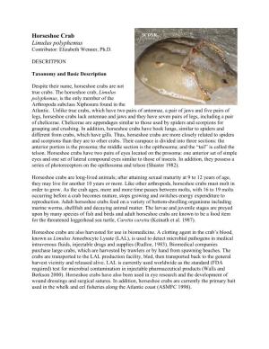 Horseshoe Crab Limulus Polyphemus