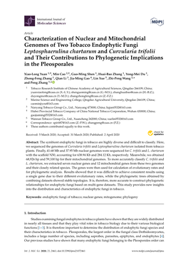 Characterization of Nuclear and Mitochondrial Genomes of Two Tobacco Endophytic Fungi Leptosphaerulina Chartarum and Curvularia