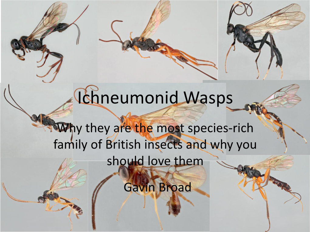 Ichneumonid Wasps Why They Are the Most Species-Rich Family of British Insects and Why You Should Love Them Gavin Broad Ichneumonoidea