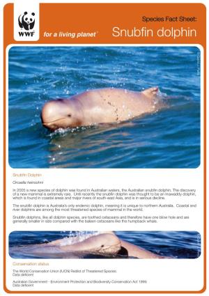 Snubfin Dolphin ©