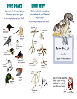 Bird Beaks Bird Feet You Can Tell a Lot About What a the Feet of a Bird Can Tell Us Bird Eats by Its Beak Type! About Where the Bird Lives And