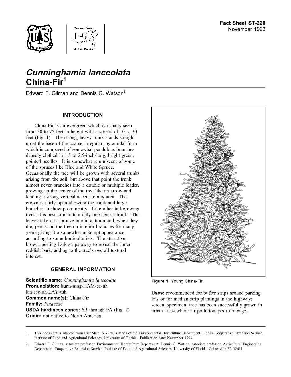 Cunninghamia Lanceolata China-Fir1 Edward F