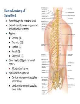 External Anatomy of Spinal Cord