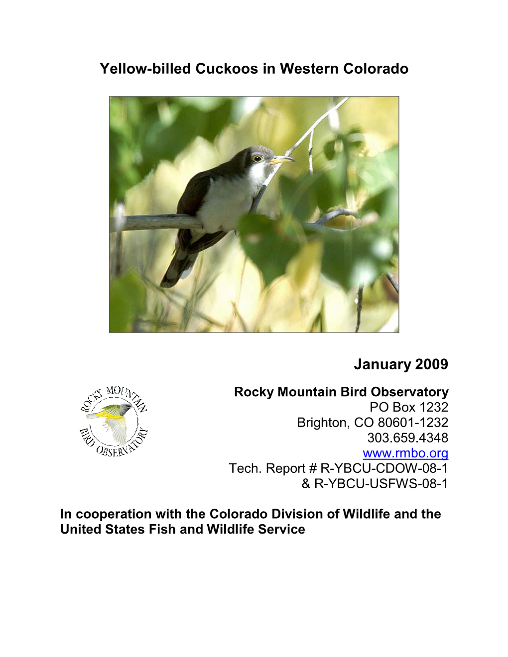 Yellow-Billed Cuckoos in Western Colorado January 2009