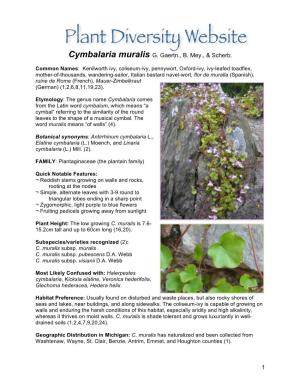 Cymbalaria Muralis G