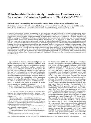 Mitochondrial Serine Acetyltransferase Functions As a Pacemaker of Cysteine Synthesis in Plant Cells1[C][W][OA]