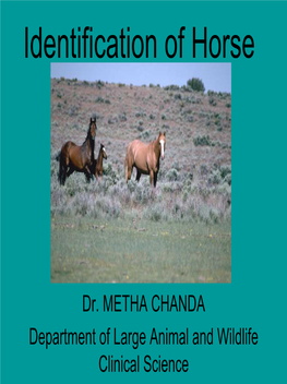 Identification of Horse