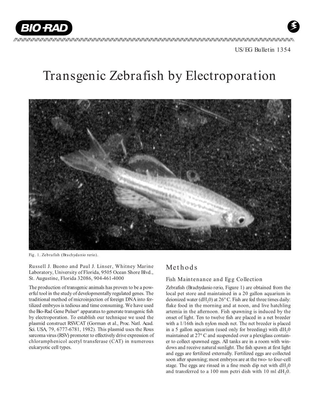 Transgenic Zebrafish by Electroporation