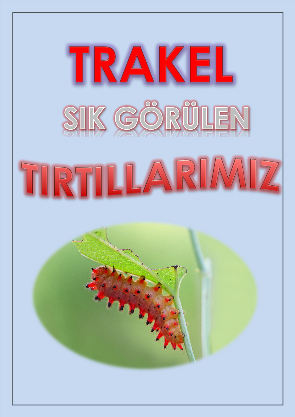 Türkiyede'ki Sık Görülen Kelebeklerin Tırtıl Halleri Uçuş Zamanı Ve