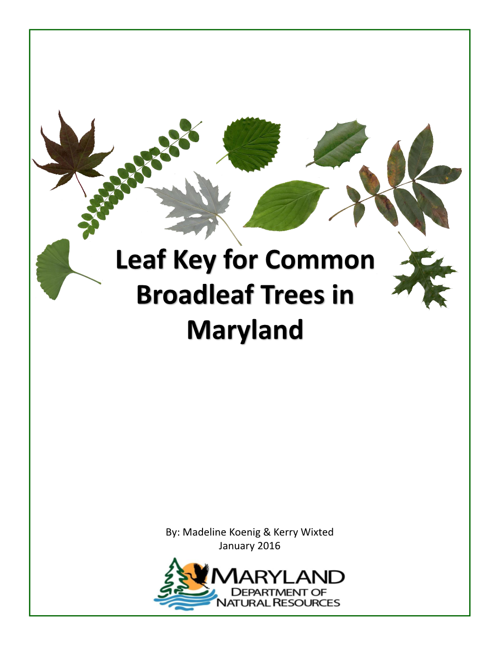 Leaf Key for Common Broadleaf Trees in Maryland