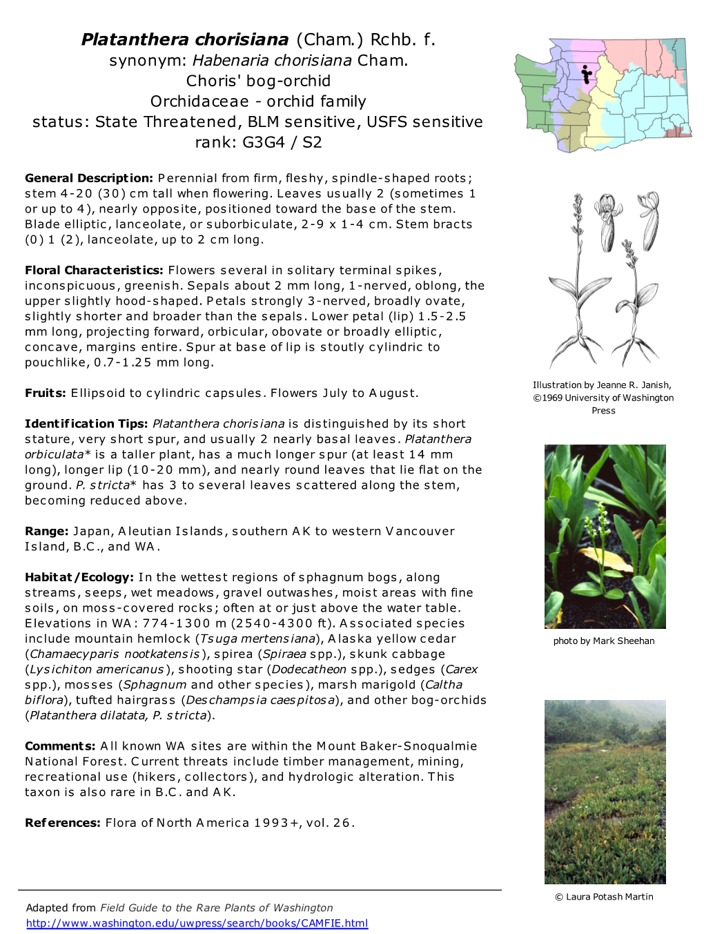 Platanthera Chorisiana (Cham.) Rchb