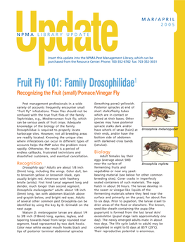 Fruit Fly 101: Family Drosophilidae1 Recognizing the Fruit (Small)/Pomace/Vinegar Fly