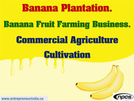 Banana Plantation?