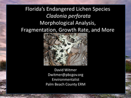 Florida's Endangered Lichen Species Cladonia Perforata Morphological