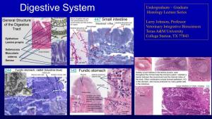 Digestive System Histology Lecture Series
