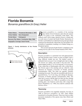 Florida Bonamia Bonamia Grandiflora (A.Gray) Heller