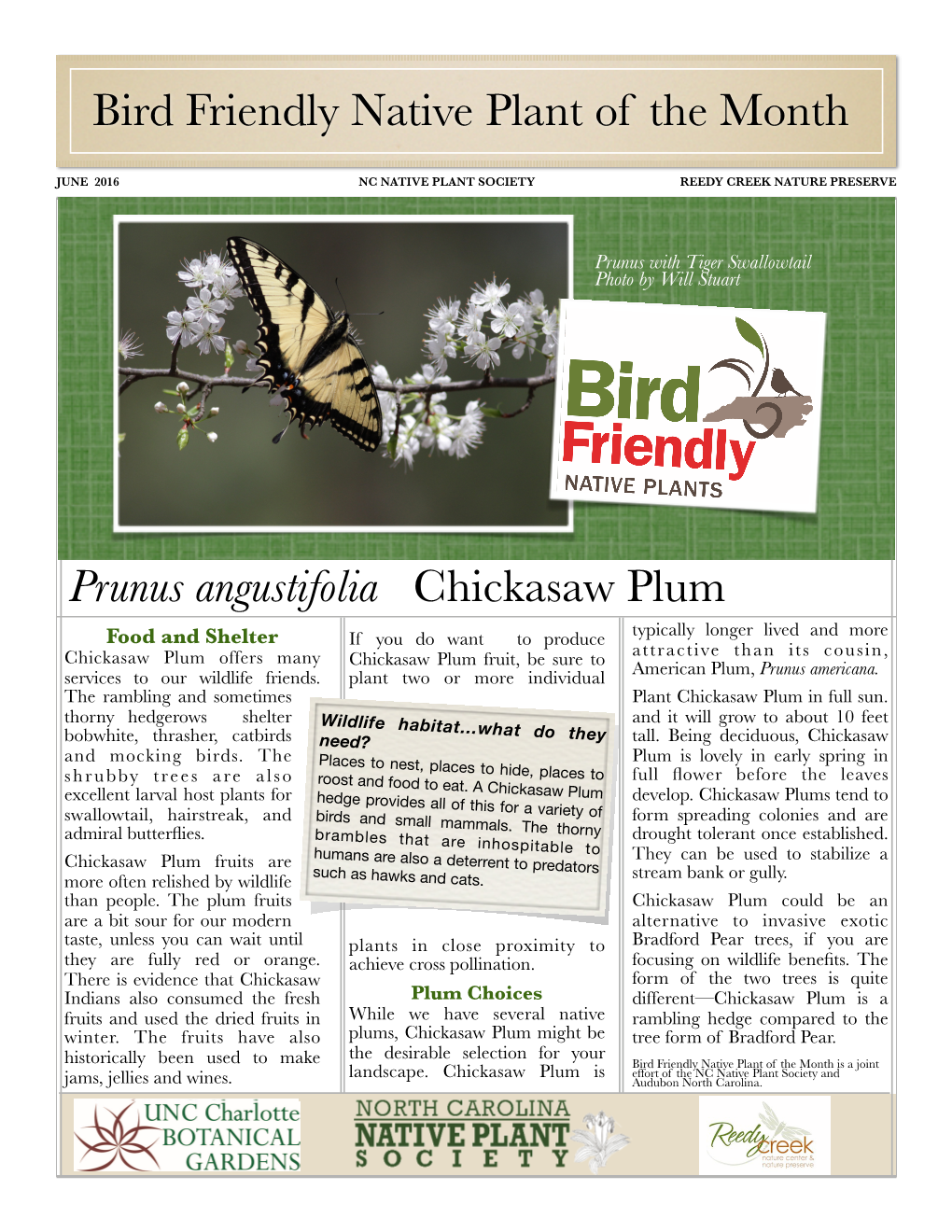 Prunus Angustifolia Chickasaw Plum Bird Friendly Native Plant of The